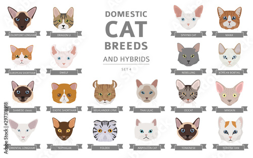 Domestic cat breeds and hybrids portraits collection isolated on white. Flat color cat`s head style set