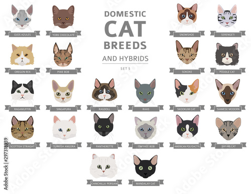 Domestic cat breeds and hybrids portraits collection isolated on white. Flat color cat`s head style set photo