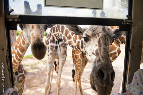 Several giraffes wait for food at bus window