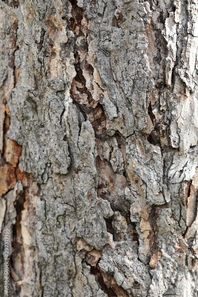 Rough tree bark texture background
