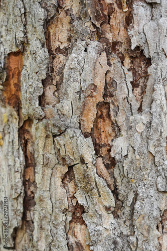 Fototapeta Naklejka Na Ścianę i Meble -  Rough tree bark texture background