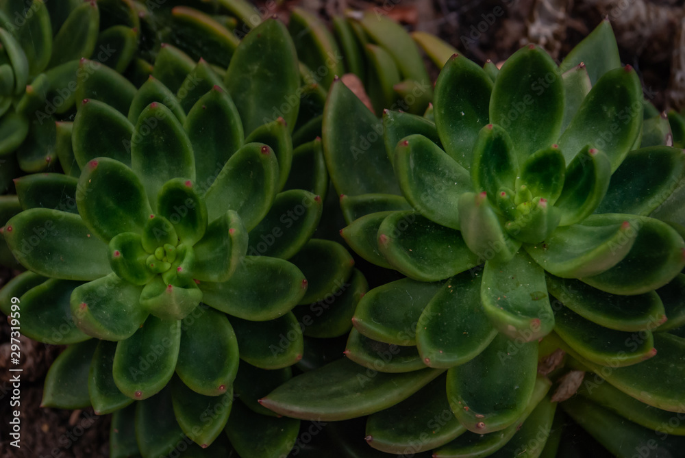Beautiful pattern of cactus (Echeveria X scaphylla) in the botanical garden. Beautiful pattern of cactus (Echeveria X scaphylla) in the botanical garden.