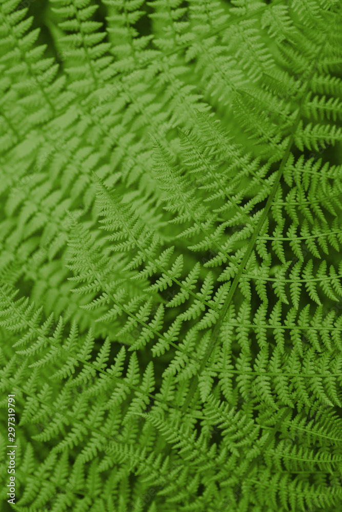 Close up of beautiful ferns leaves. Natural green foliage. Dark fern background.