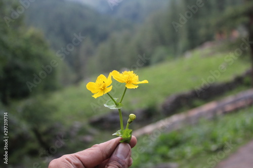 Beautiful parvati valley flowers in kasol, Himanchal Pradesh, India photo