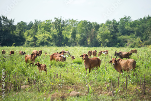 Cows grazing in meadow farm © Blanscape