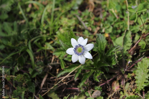 Beautiful parvati valley flowers in kasol, Himanchal Pradesh, India photo