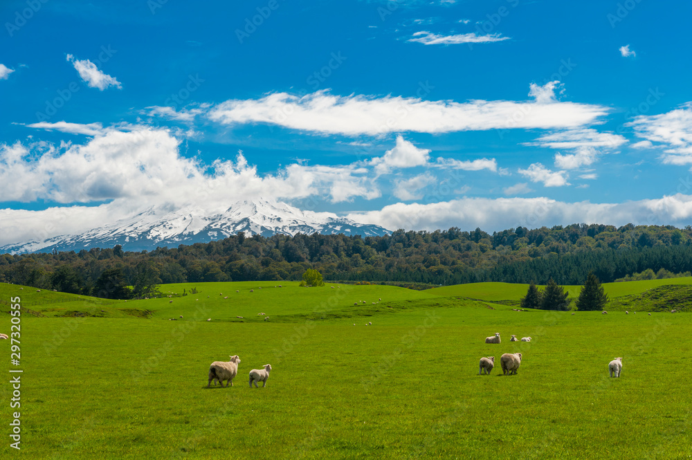 Obraz premium Mt. Ruapehu and fields