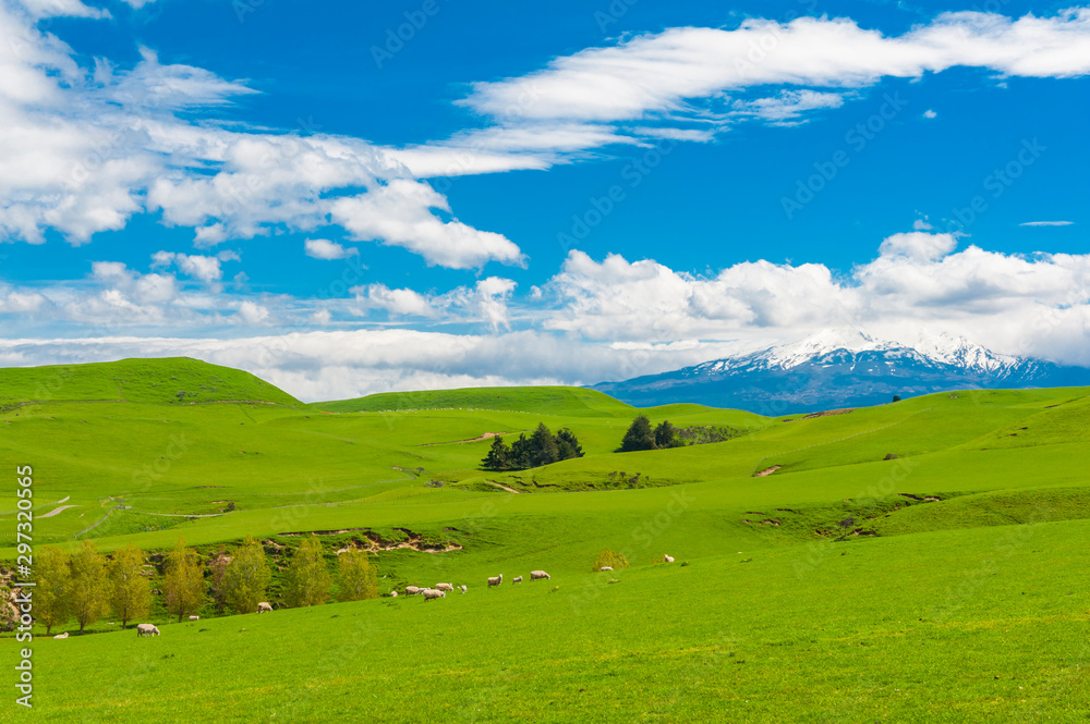 Mt. Ruapehu and fields Mt. Ruapehu and fields
