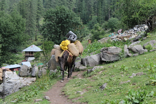 Animals in the midst of nature, Parvati valley, himanchal Pradesh photo