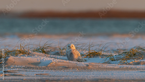 Snowy Owl on the beach at sunrise.