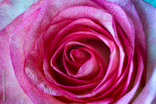  pink rose petals close-up background