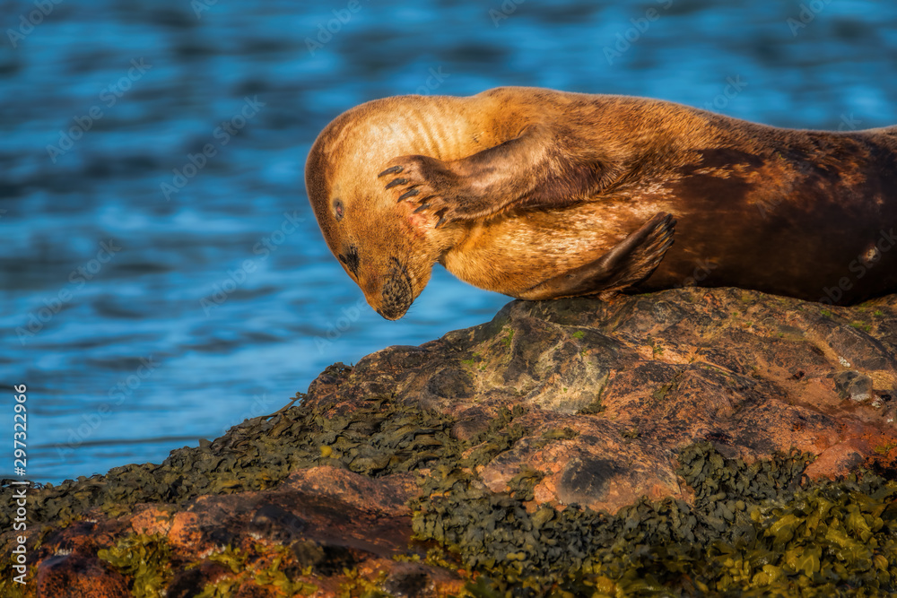Common seal pup sunning itself on a rock