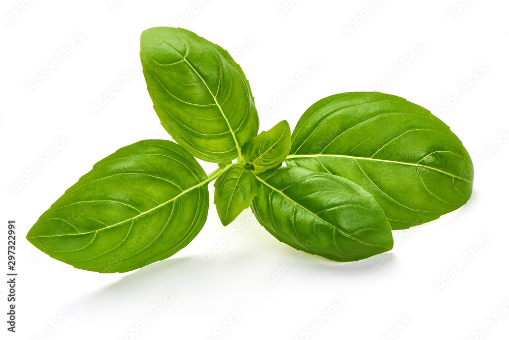 Fresh organic Basil Leaves, isolated on white background