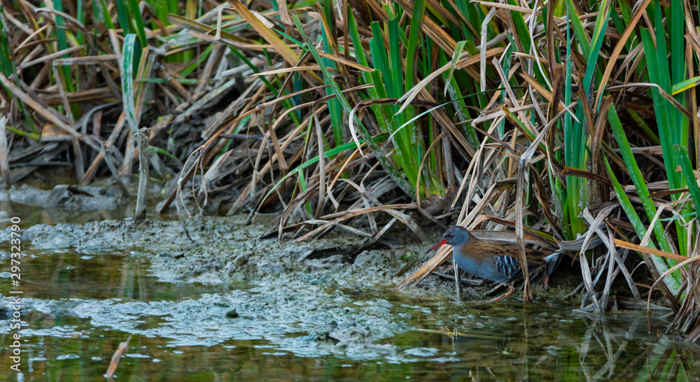 WATER RAIL - RASCON EUROPEO (Rallus aquaticus) WATER RAIL - RASCON EUROPEO (Rallus aquaticus)