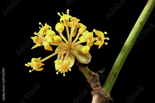 Blossom of a Cornus (Cornus mas) (Kornelkirsche) macro shot photo