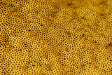 Spores of edible boletus in detail.