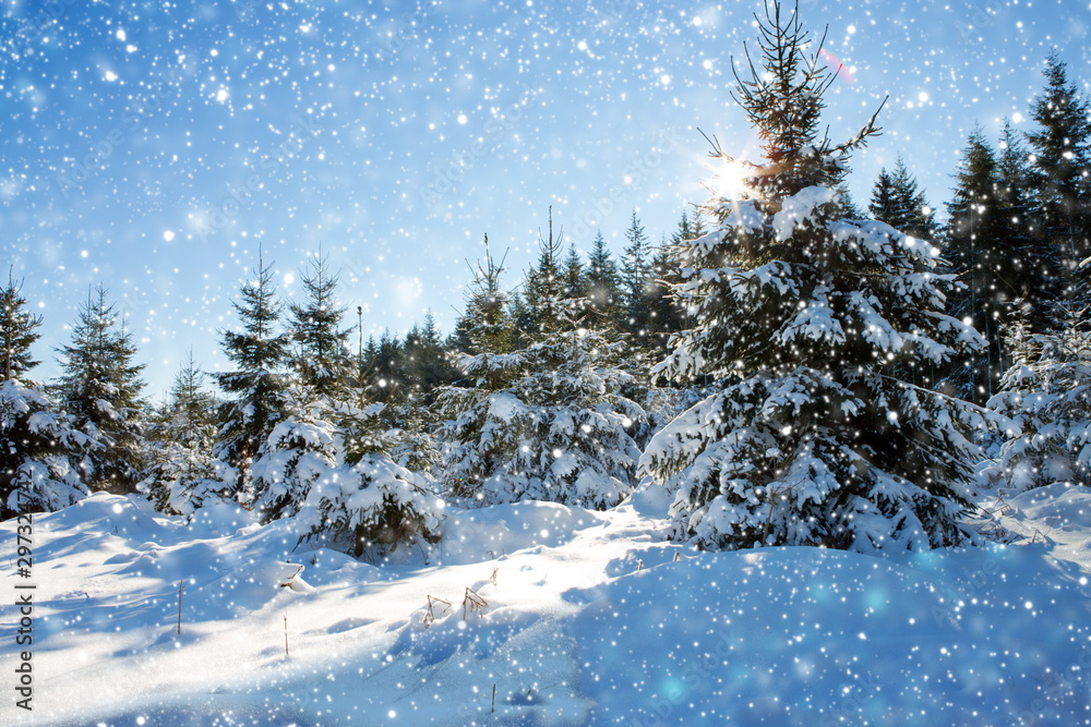 Naklejka premium Snowfall in a german winter forest .Winter background.