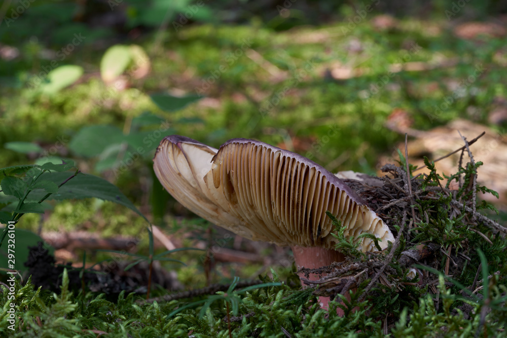 Obraz premium Edible mushroom Russula olivacea growing in the moss in the spruce forest. Mushroom with violet cap and purple red stem. Sunny day in the forest. Needles and plants around.