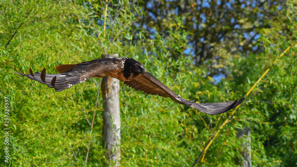 Falco rapace africano, in volo, in primo piano in falconeria