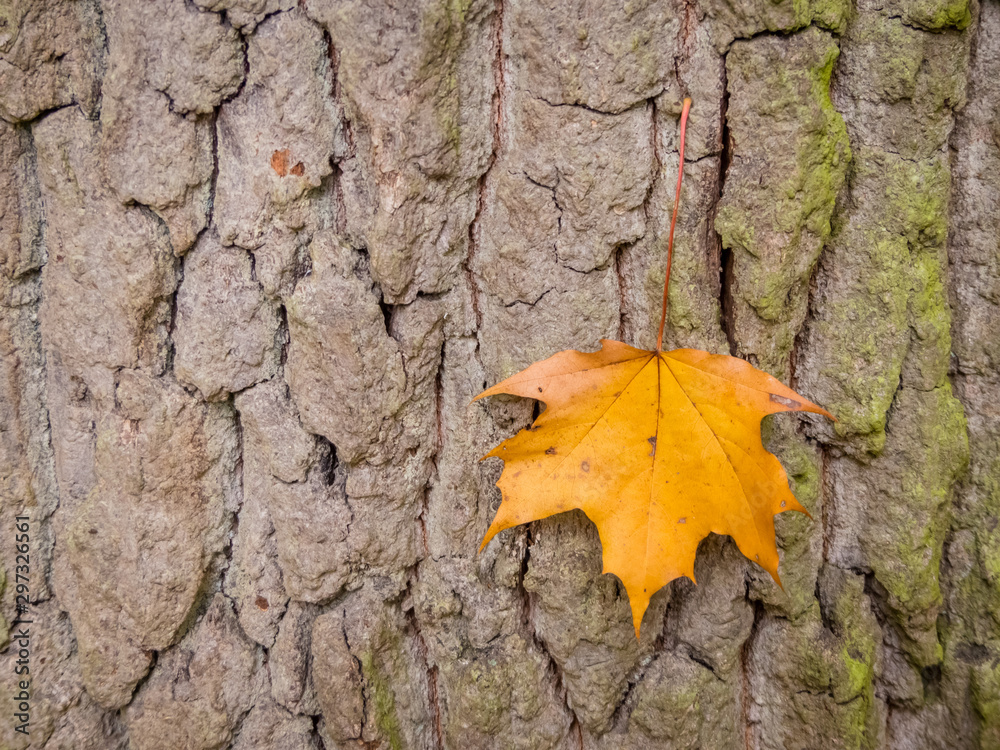 leaf and tree in autumn