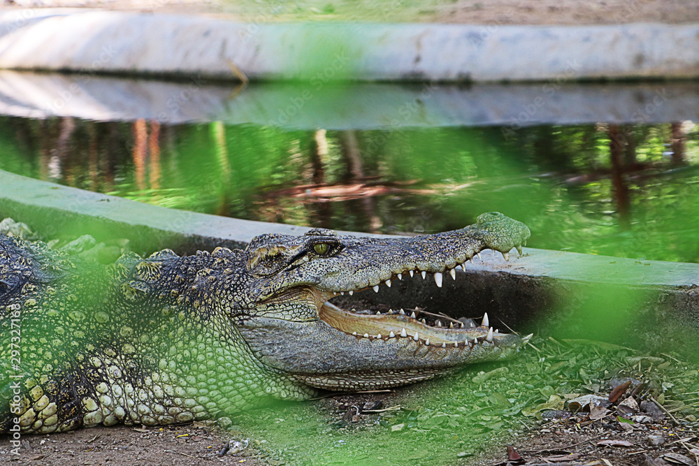 Fototapeta premium crocodile with open mouth