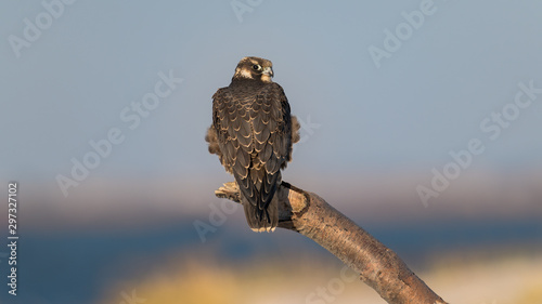 Peregrine Falcon perched on the beach in winter.