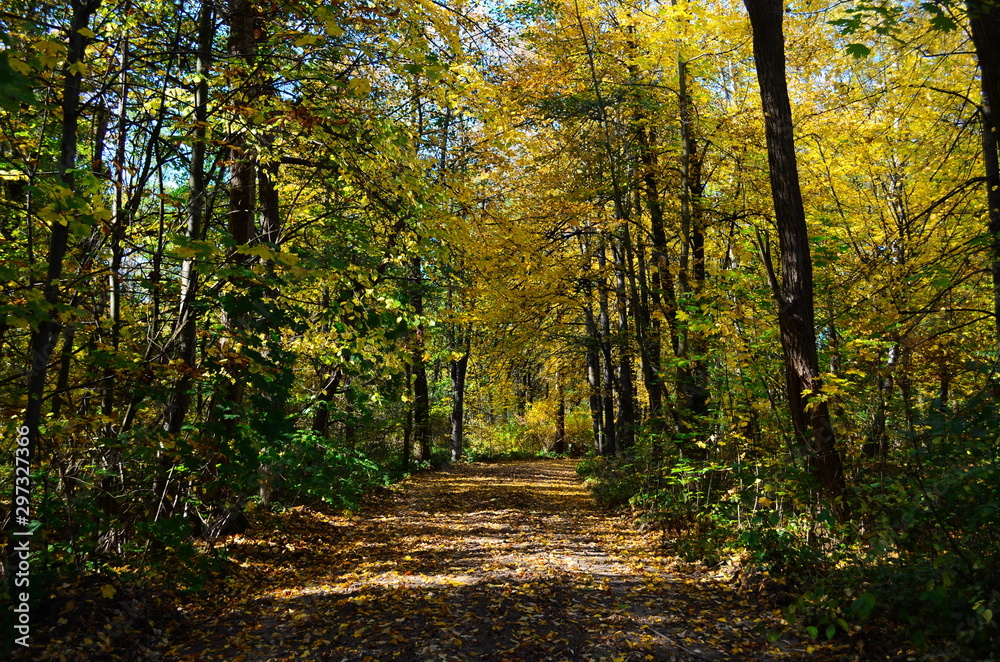 Autumn. Fall. Autumnal Park. Autumn Trees and Leaves in sun light Autumn. Fall. Autumnal Park. Autumn Trees and Leaves in sun light