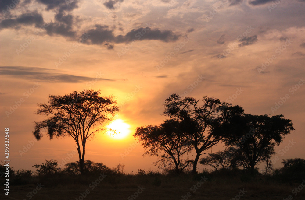 Beautiful fiery sunset in the African savannah with silhouettes of trees.