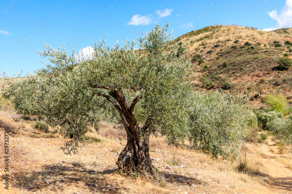 Olive tree fields in the mountains of Madrid, Spain Olive tree fields in the mountains of Madrid, Spain