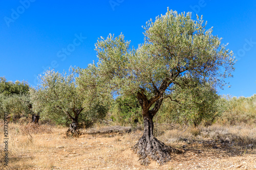 Olive tree fields in the mountains of Madrid, Spain