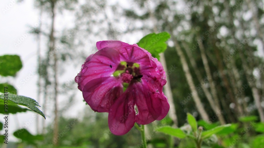 Fototapeta premium flower in the garden