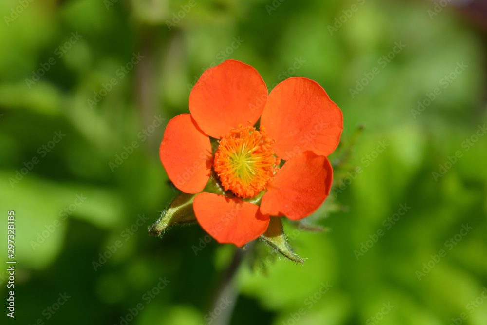 Obraz premium Dwarf orange avens