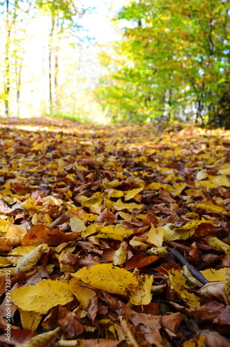 Autumn. Fall. Autumnal Park. Autumn Trees and Leaves in sun light