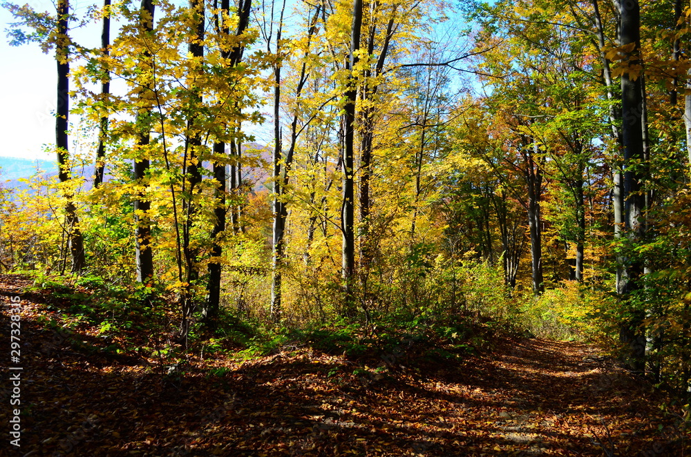 Obraz premium Autumn. Fall. Autumnal Park. Autumn Trees and Leaves in sun light