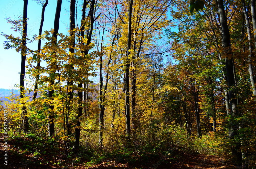 Obraz premium Autumn. Fall. Autumnal Park. Autumn Trees and Leaves in sun light
