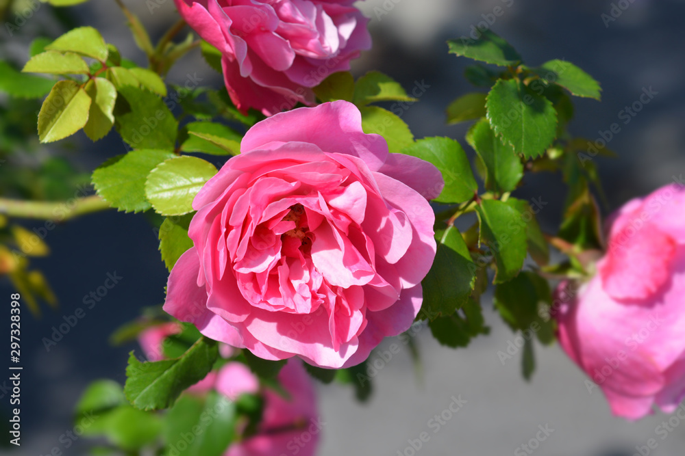 Obraz premium Leonardo da Vinci Rose