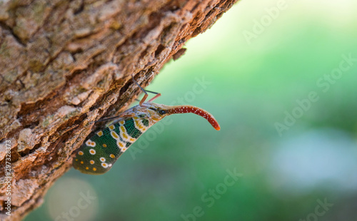 Lanternflies or Fulgorid bug or planthopper(Scientific Name:Pyrops candelaria)on the Longan tree in the garden Thailand. photo