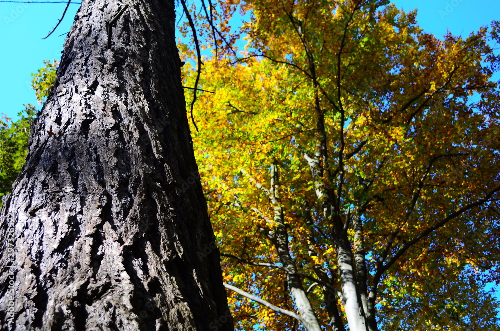 Autumn. Fall. Autumnal Park. Autumn Trees and Leaves in sun light Autumn. Fall. Autumnal Park. Autumn Trees and Leaves in sun light