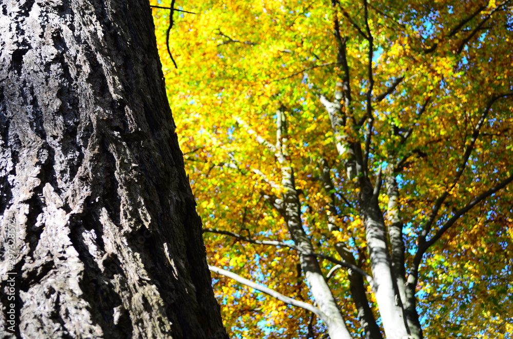 Autumn. Fall. Autumnal Park. Autumn Trees and Leaves in sun light Autumn. Fall. Autumnal Park. Autumn Trees and Leaves in sun light