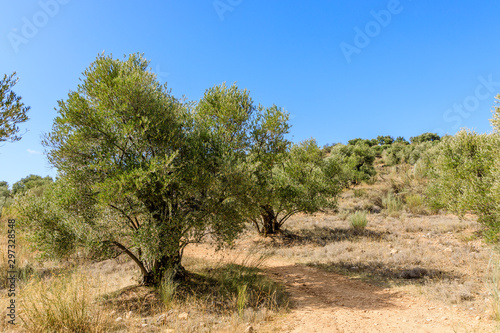 Olive tree fields in the mountains of Madrid  Spain