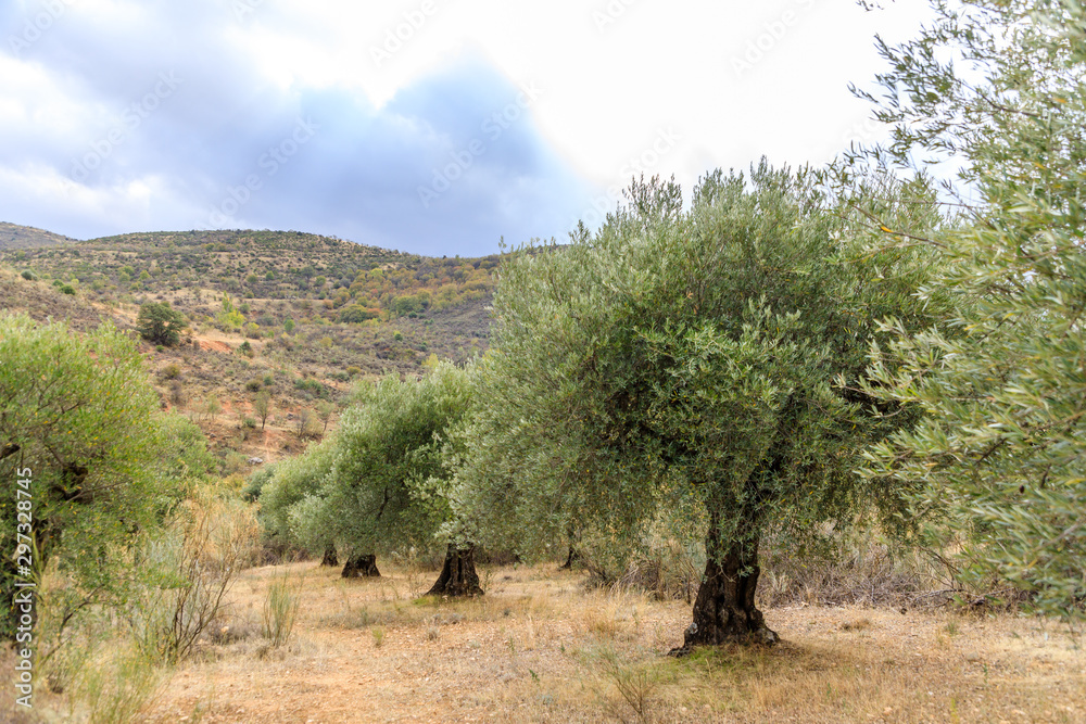 Olive tree fields in the mountains of Madrid, Spain