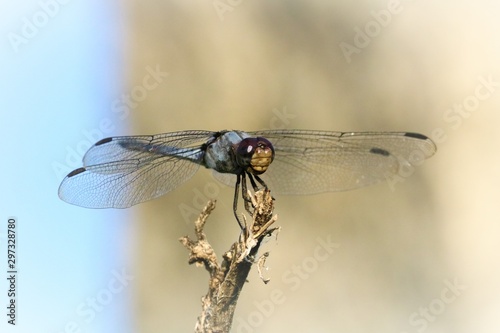 dragonfly on a background