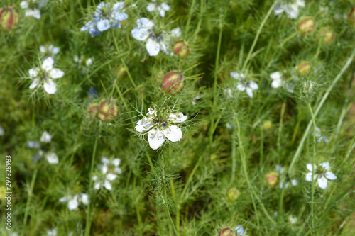 Love-in-a-mist