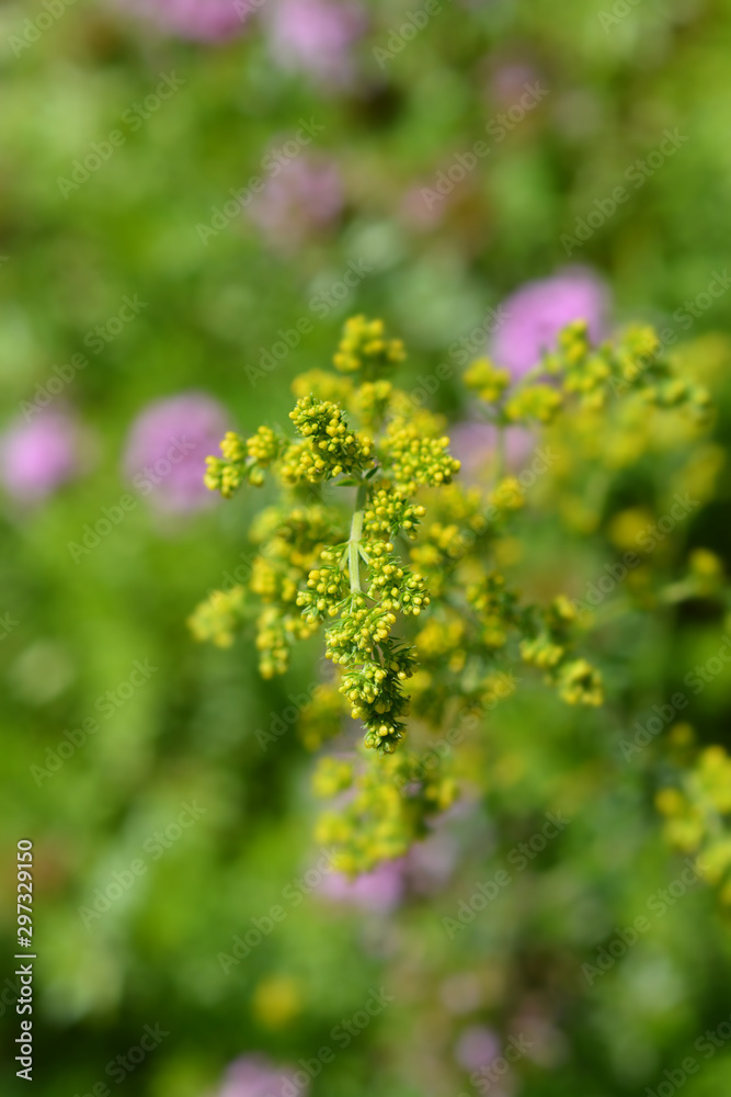 Yellow bedstraw flowers in the garden