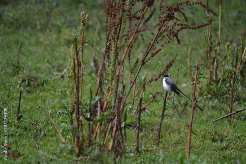 ANDORINHA DO CAMPO photo