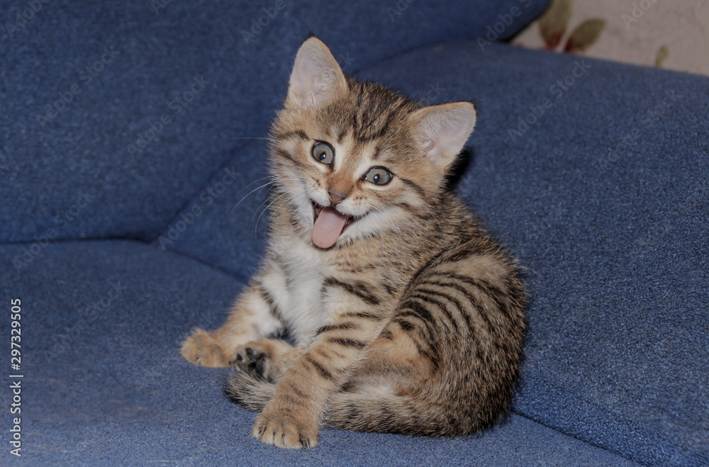 Cheerful kitten very cute smiles