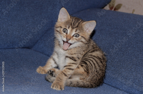 Cheerful kitten very cute smiles