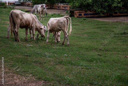 White cows on a field on a nite day in summer.