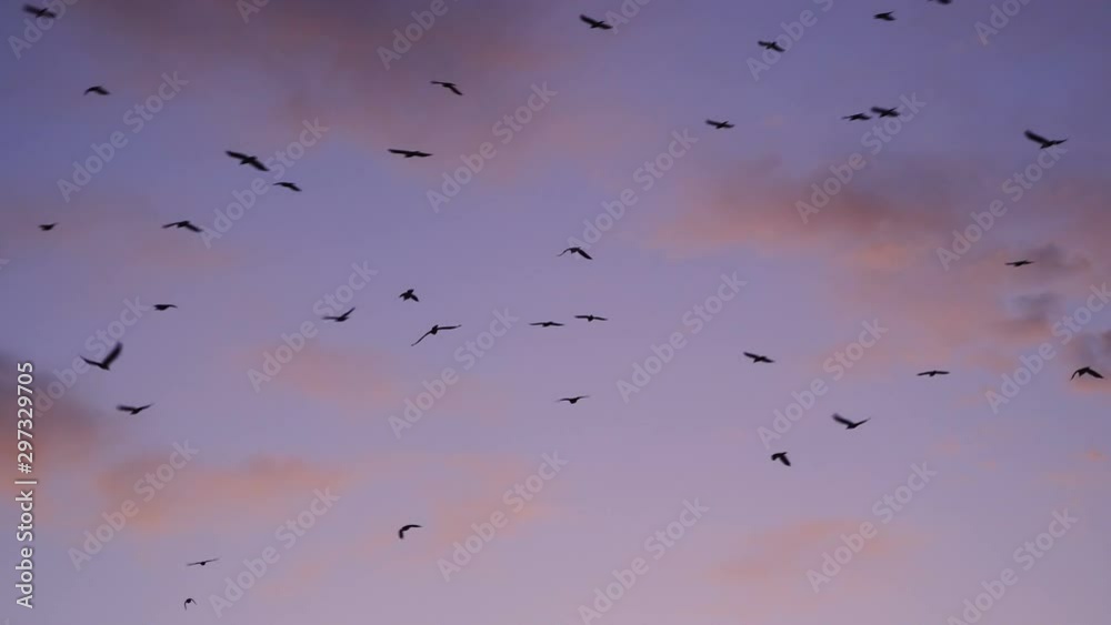 Flock of birds flying at sunset against sky with clouds. Large group of small birds flying close together hunting insects. Flock of birds flying at sunset against sky with clouds. Large group of small birds flying close together hunting insects.