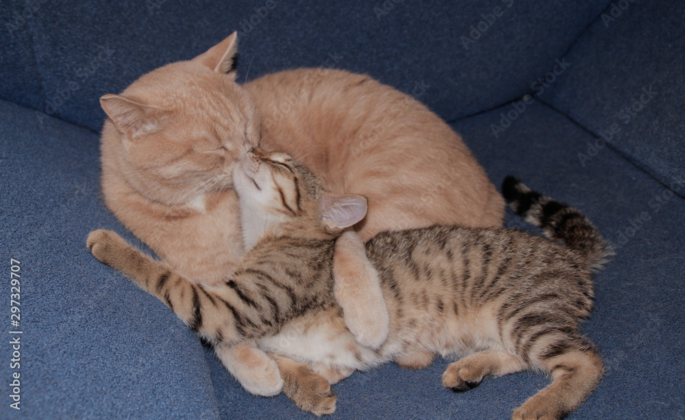 daughter cat in the arms of his father daughter cat in the arms of his father